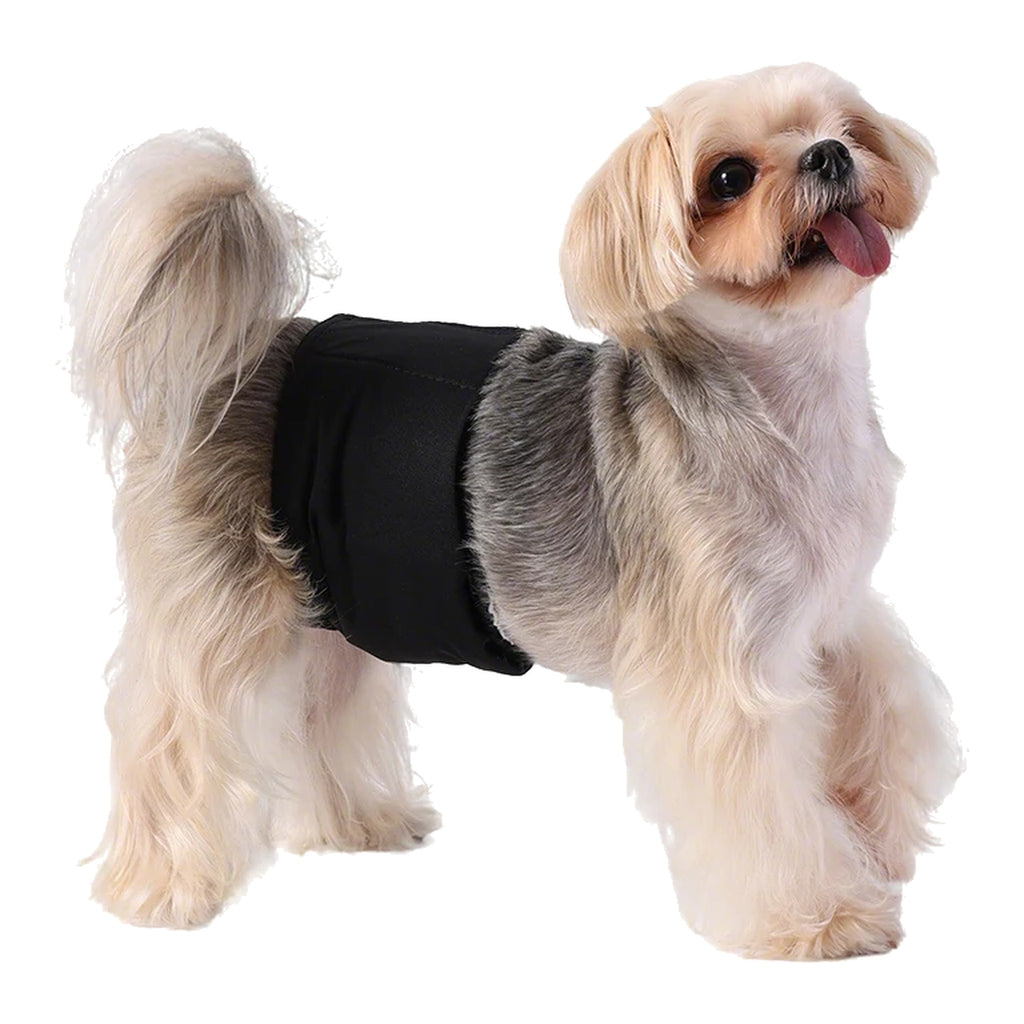 Small dog wearing a black belly band