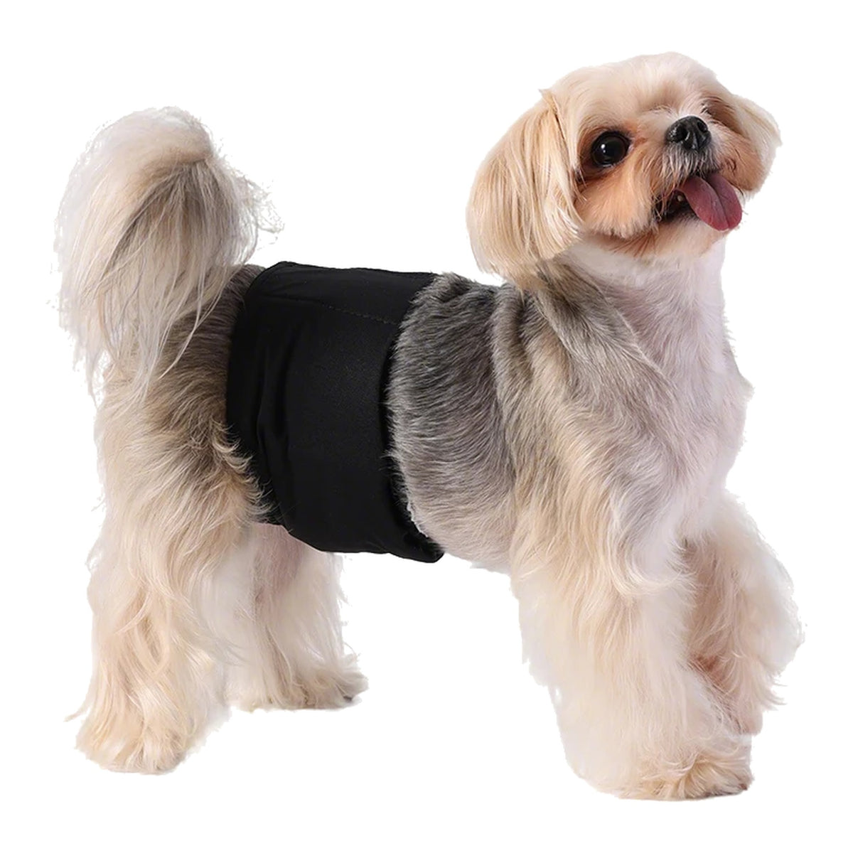 Small dog wearing a black belly band